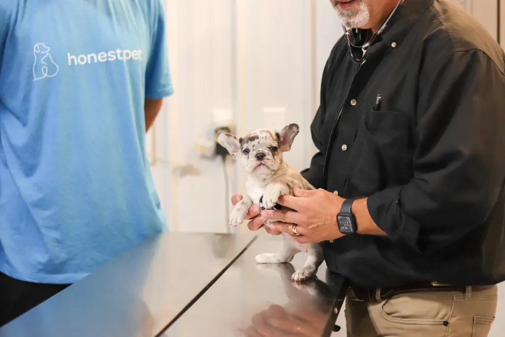Veterinarian with stethoscope examining French Bulldog puppy